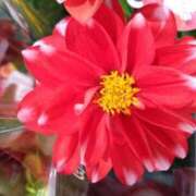 ヒメ日記 2025/02/09 09:28 投稿 弥生(やよい) エッチな熟女(広島)