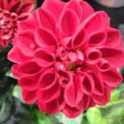 ヒメ日記 2025/02/11 08:22 投稿 弥生(やよい) エッチな熟女(広島)