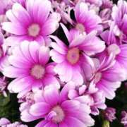 ヒメ日記 2025/03/27 08:49 投稿 弥生(やよい) エッチな熟女(広島)