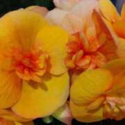 ヒメ日記 2025/04/10 09:48 投稿 弥生(やよい) エッチな熟女(広島)