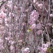 ヒメ日記 2025/04/11 15:28 投稿 弥生(やよい) エッチな熟女(広島)