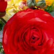 ヒメ日記 2025/04/12 11:58 投稿 弥生(やよい) エッチな熟女(広島)