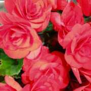 ヒメ日記 2025/04/14 14:58 投稿 弥生(やよい) エッチな熟女(広島)