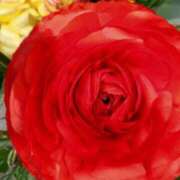 ヒメ日記 2025/04/22 15:12 投稿 弥生(やよい) エッチな熟女(広島)