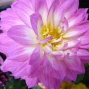 ヒメ日記 2025/05/01 09:28 投稿 弥生(やよい) エッチな熟女(広島)