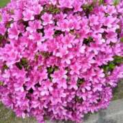 ヒメ日記 2025/05/11 09:08 投稿 弥生(やよい) エッチな熟女(広島)