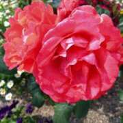 ヒメ日記 2025/05/17 09:30 投稿 弥生(やよい) エッチな熟女(広島)