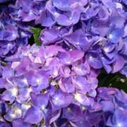 ヒメ日記 2025/05/20 09:20 投稿 弥生(やよい) エッチな熟女(広島)