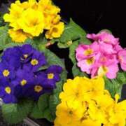 ヒメ日記 2025/05/25 12:00 投稿 弥生(やよい) エッチな熟女(広島)