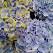 ヒメ日記 2025/06/27 16:20 投稿 弥生(やよい) エッチな熟女(広島)