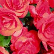 ヒメ日記 2025/06/28 10:40 投稿 弥生(やよい) エッチな熟女(広島)