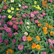 ヒメ日記 2025/07/05 11:50 投稿 弥生(やよい) エッチな熟女(広島)