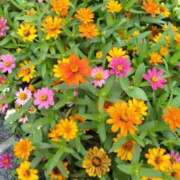 ヒメ日記 2025/07/19 09:55 投稿 弥生(やよい) エッチな熟女(広島)