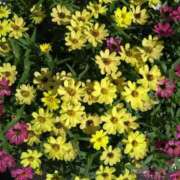 ヒメ日記 2025/10/30 17:28 投稿 弥生(やよい) エッチな熟女(広島)