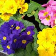 ヒメ日記 2025/11/08 22:33 投稿 弥生(やよい) エッチな熟女(広島)