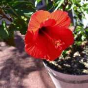 ヒメ日記 2025/11/14 22:39 投稿 弥生(やよい) エッチな熟女(広島)