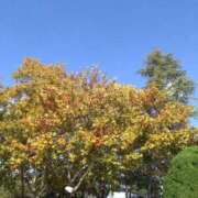 ヒメ日記 2025/11/15 09:23 投稿 弥生(やよい) エッチな熟女(広島)