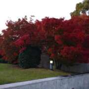 ヒメ日記 2025/11/16 10:40 投稿 弥生(やよい) エッチな熟女(広島)