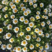 ヒメ日記 2025/11/16 21:26 投稿 弥生(やよい) エッチな熟女(広島)