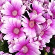 ヒメ日記 2025/11/22 18:25 投稿 弥生(やよい) エッチな熟女(広島)