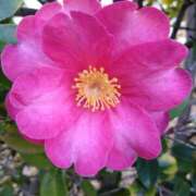 ヒメ日記 2026/01/15 14:50 投稿 弥生(やよい) エッチな熟女(広島)