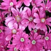 ヒメ日記 2026/03/15 11:20 投稿 弥生(やよい) エッチな熟女(広島)