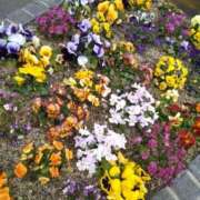 ヒメ日記 2026/03/15 11:55 投稿 弥生(やよい) エッチな熟女(広島)