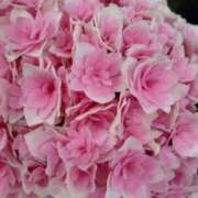 ヒメ日記 2026/04/18 09:27 投稿 弥生(やよい) エッチな熟女(広島)