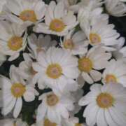 ヒメ日記 2026/04/23 09:20 投稿 弥生(やよい) エッチな熟女(広島)