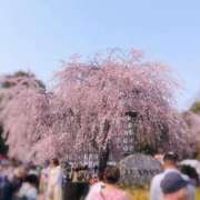 ヒメ日記 2025/03/26 23:34 投稿 あかり 上野回春性感マッサージ倶楽部