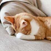 ヒメ日記 2025/05/06 15:04 投稿 あかり 上野回春性感マッサージ倶楽部