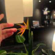 ヒメ日記 2025/01/11 12:17 投稿 まゆみ ファーストレディ(博多)