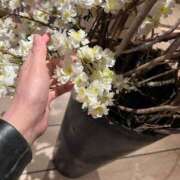 ヒメ日記 2025/01/18 11:15 投稿 まゆみ ファーストレディ(博多)