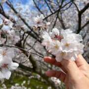 ヒメ日記 2025/04/01 10:15 投稿 まゆみ ファーストレディ(博多)