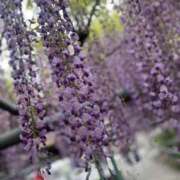 ヒメ日記 2025/04/29 10:38 投稿 まゆみ ファーストレディ(博多)