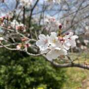 ヒメ日記 2026/04/02 12:05 投稿 まゆみ ファーストレディ(博多)