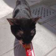 ヒメ日記 2025/04/30 11:21 投稿 宮本 咲耶 超LEXUS