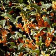 藤井(ふじい) 秋の深まり 八王子人妻城