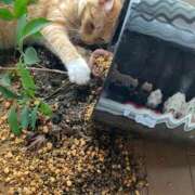 ヒメ日記 2026/02/21 07:13 投稿 ♪はるな ☆殿堂入り☆ 水色りぼん