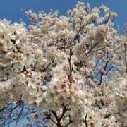 ヒメ日記 2025/04/16 10:48 投稿 りお エレガンス(広島)