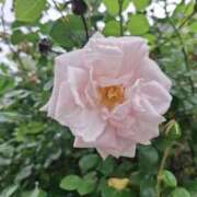 ヒメ日記 2025/05/17 17:08 投稿 りお エレガンス(広島)