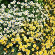 ヒメ日記 2025/07/12 10:09 投稿 りお エレガンス(広島)