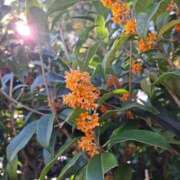 りお こんばんは🌛 エレガンス(広島)