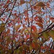 ヒメ日記 2025/11/27 09:18 投稿 りお エレガンス(広島)