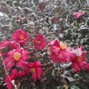 りお 新年 エレガンス(広島)