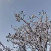 りお 本日出勤 エレガンス(広島)