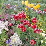 りお 出勤日 エレガンス(広島)