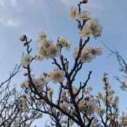 ヒメ日記 2026/03/09 12:11 投稿 りお エレガンス(広島)