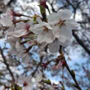 ヒメ日記 2026/04/10 11:38 投稿 りお エレガンス(広島)