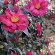 ヒメ日記 2026/01/03 12:42 投稿 望月美佐江 五十路マダム　広島店